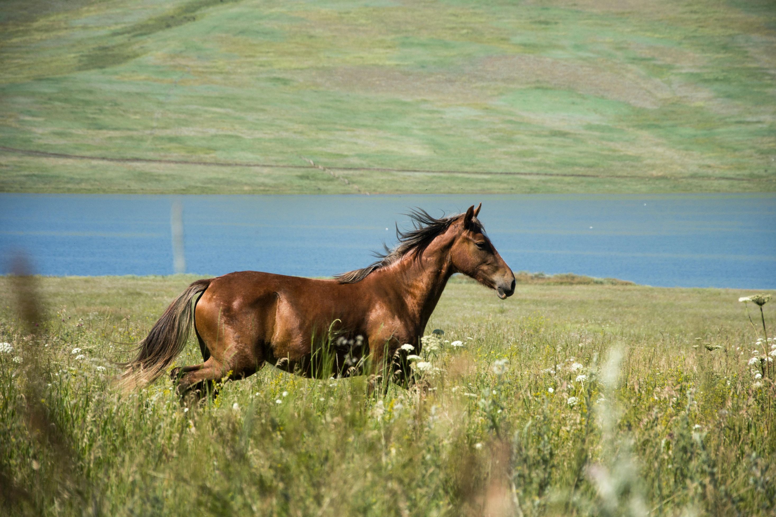 ActiveItem™ Horse Placenta Extract